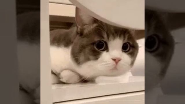 IS THERE ANYONE ? смотреть онлайн