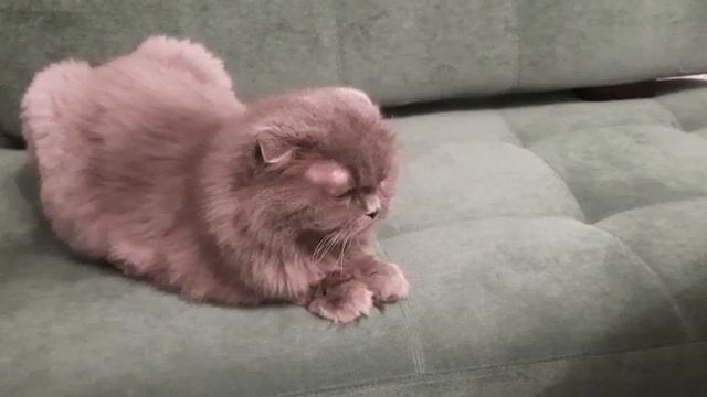 Как включить кота? смотреть онлайн