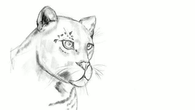 Рисуем леопарда / Drawing Time Lapse: Leopard смотреть онлайн