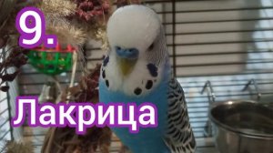 Топ 12 имён для попугаев часть 2| как назвать попугая| Тоша попугай Channel