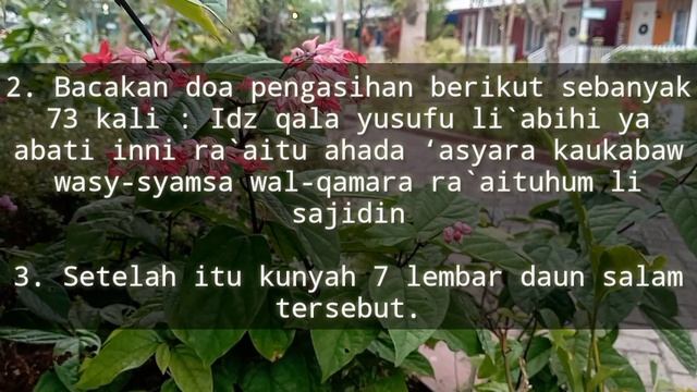 MEDIA DAUN SALAM ✔KUNYAH, TABURKAN KE FOTO #pengasihan #pelet #doa #mantra #ajian @kiagungmulyo3737 смотреть онлайн