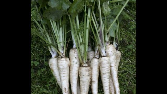 Пастернак как специя и пряность смотреть онлайн