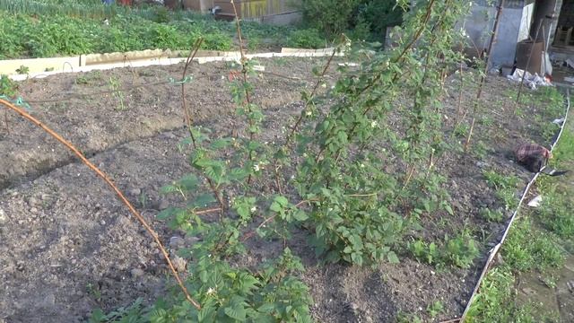 Четвёртый год цветения и плодоношения ежемалины Медана Тайбери в Уссурийске. смотреть онлайн