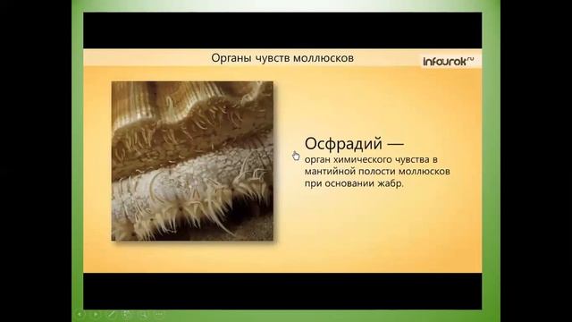 двустворчатые моллюски смотреть онлайн