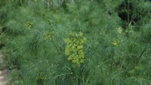 ПОСАДКА ЗЕЛЕНИ В ОТКРЫТЫЙ ГРУНТ СЕМЕНАМИ ВЕСНОЙ || Когда сеять петрушку в открытый грунт весной