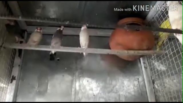 Sale java birds || 2 pair || 1 mele || sale sale confrom pair смотреть онлайн