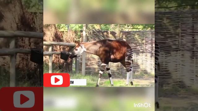 Самые Редкие виды Животных.Эти Редкие Животные Рождаются Раз в Сто Лет Подписка на канал .Необычные смотреть онлайн
