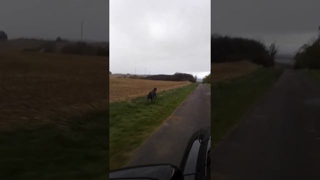 Как всегда с Никой когда у тебя Ваймаранер смотреть онлайн