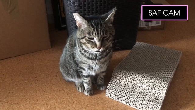 Women Try Fake Nipple Rings • Ladylike смотреть онлайн