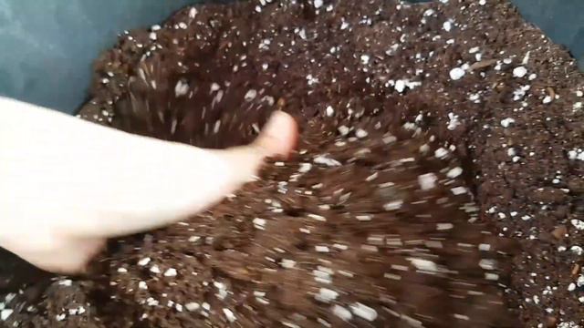 Паларгонии🌱|Укоренение|Обзор сортов смотреть онлайн