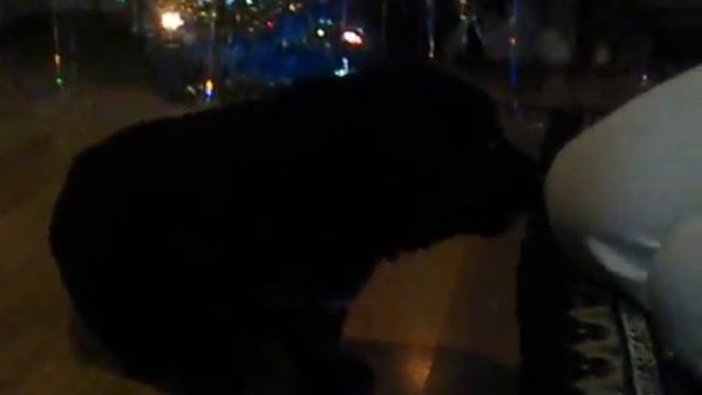 Щенок не большой а лает!!! смотреть онлайн