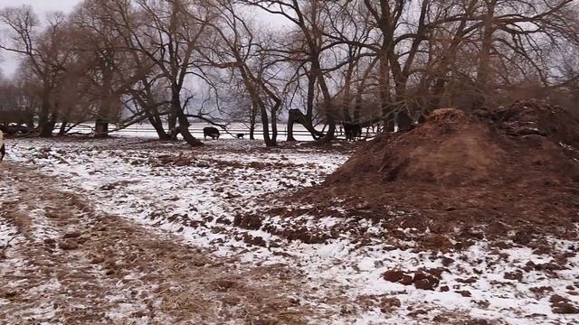 ВЕСЁЛЫЕ ТЕЛЯТА НА ЗИМНЕМ ПАСТБИЩЕ. Ооо Дик Калужская область. #дикфарм #dikfarm смотреть онлайн