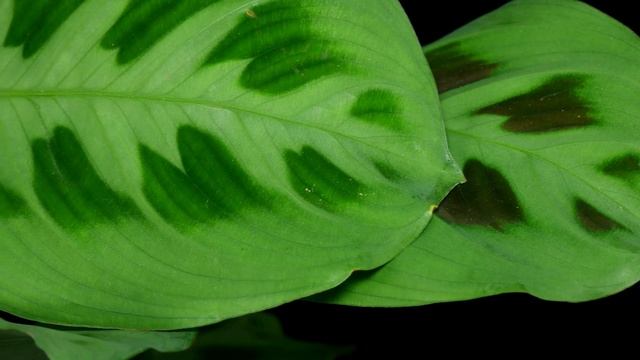 Maranta Leuconeura 