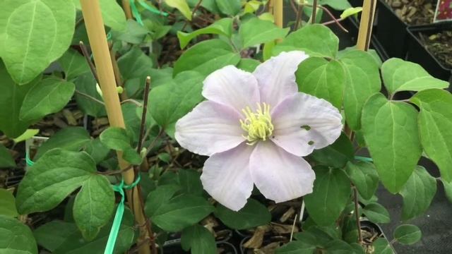 'Silver Moon' Clematis | www.gardencrossings.com смотреть онлайн