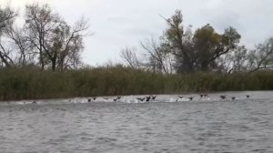 А утки летят уже высоко.........