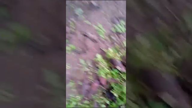 цикламены в январе смотреть онлайн