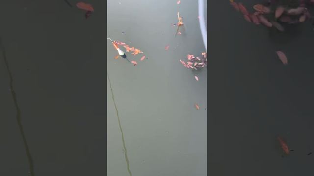 Рыбалка на Поплавок ? смотреть онлайн