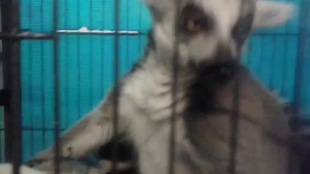 Зоопарк приехал к нам в Корстон!!!:) смотреть онлайн