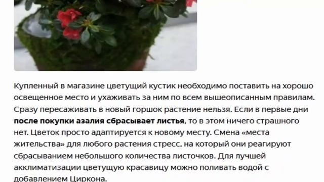 Азалия сбрасывает листья Узнайте возможные причины и что делать, как спасти цветок смотреть онлайн