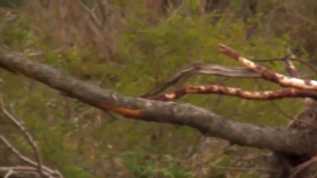 OMG! Capuchin Monkey Save Mouse From Banded Krait Snake Hunt | Amazing Python vs Big Cat смотреть онлайн