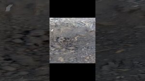 Картофель сорт Ред Леди., копка 03.09.2023г