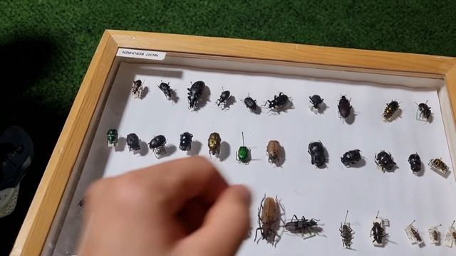 *insectophobie* - выставка пауков и насекомымых.. гигантский тарантул... Германия смотреть онлайн
