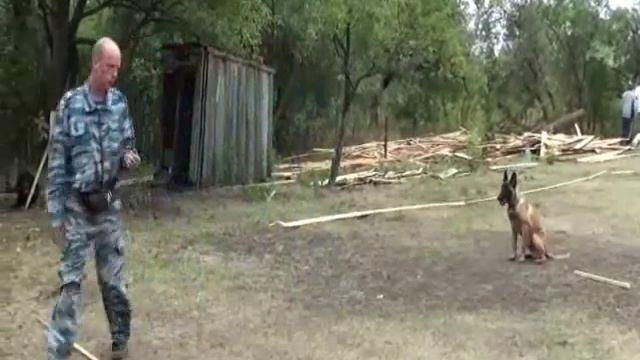 щенок малинуа Вандам 5 5месяцев послушание смотреть онлайн