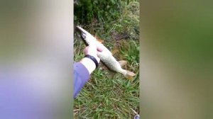 «Майские карьеры» - рыбалка в КБР!!!