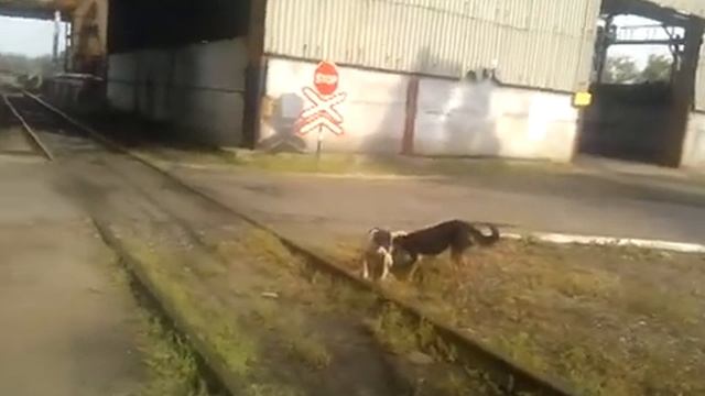 Собака кенгуру))) смотреть онлайн