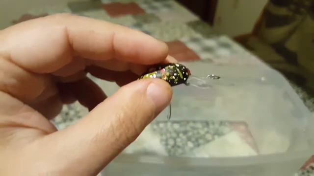 Видеообзор японской форелевой классики -  крэнк Mukai Deep Full Spec по заказу Fmagazin.