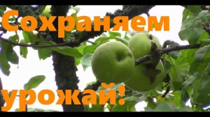 #18 Сохраняем урожай!