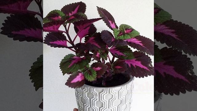 34 Low Sunlight Metallic Sheen Plants | Beautiful Indoor Plants must have | Plant and Planting смотреть онлайн