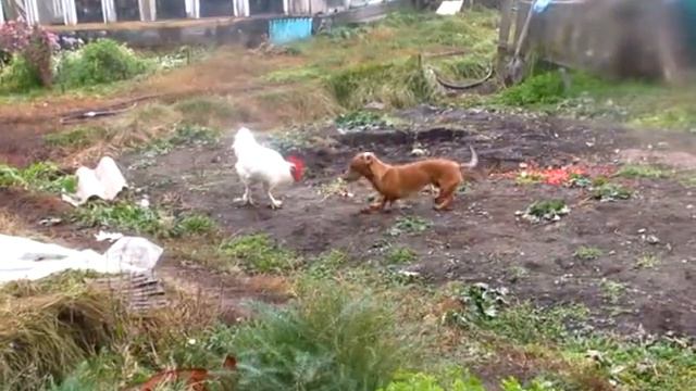 Такса Микки и друзья)) смотреть онлайн