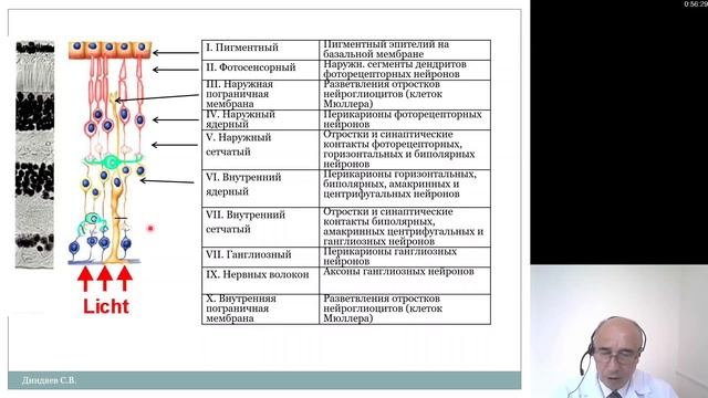 Гистология. Органы чувств смотреть онлайн