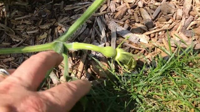 Long Necked Pumpkins - Pruning and Pollinating смотреть онлайн