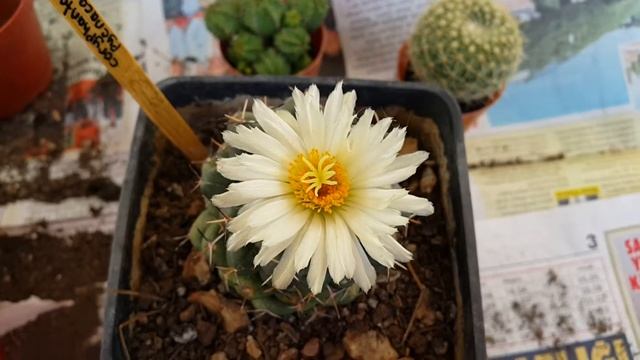 coryphantha elephantidens - cactus flower - kaktüs çiçeği - cacti - adana смотреть онлайн