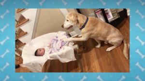 Лучшие породы собак для детей