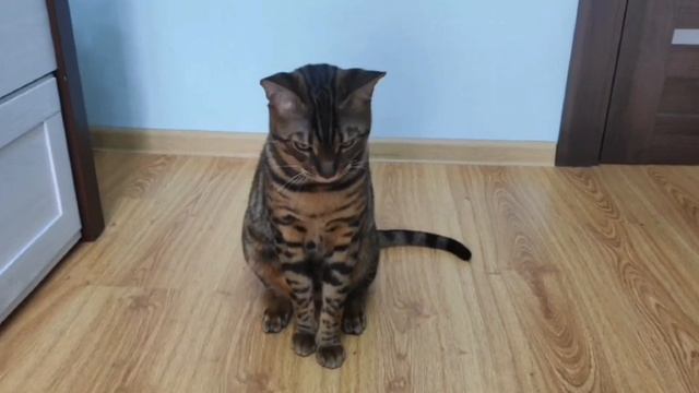 КАК НАУЧИТЬ ПИТОМЦА КОМАНДЕ "ВСТАНЬ" #дрессировка #кот #Карик #Карюшенций #питомец смотреть онлайн