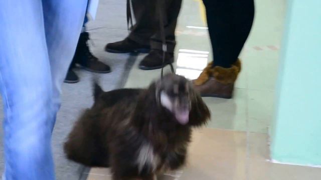 FCI-CACIB 06/04/2014 г.Белгород кобели юниоры и интермедия смотреть онлайн