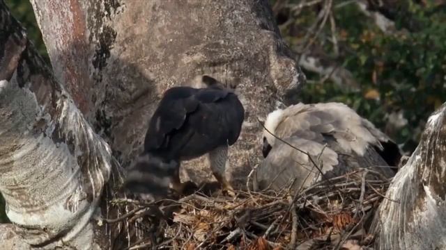 10 Самых больших хищных птиц на планете Земля смотреть онлайн