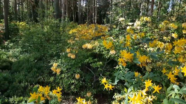 Haagan Alppiruusupuisto Helsingissä Rhododendron Park in Helsinki Finland June 03, 2018 смотреть онлайн