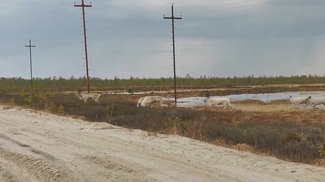 Охота в ЯНАО .Май 2022 год смотреть онлайн
