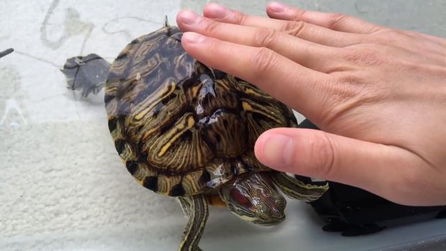 Turtle Adventures: Turtle Whisperer - Training Turtles to NOT BITE! смотреть онлайн