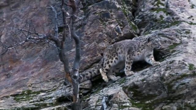 5 Животных – Скалолазов смотреть онлайн