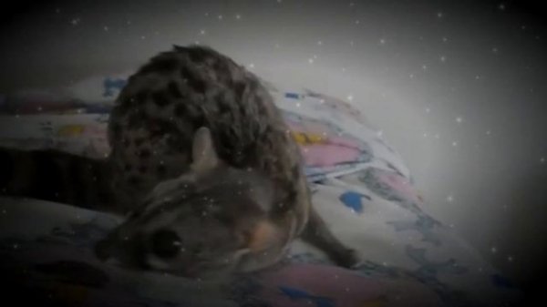 Домашняя генета