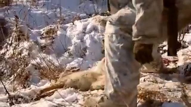 ЗИМНЯЯ ОХОТА НА ВОЛКОВ В США (КОЙОТОВ) МОЖНО ВЕЧНО СМОТРЕТЬ смотреть онлайн
