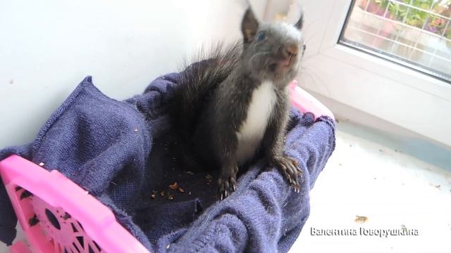 Глаша. Игрульки перед сном. смотреть онлайн