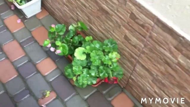 Геленджик,гостевой дом ОЛЬГА смотреть онлайн