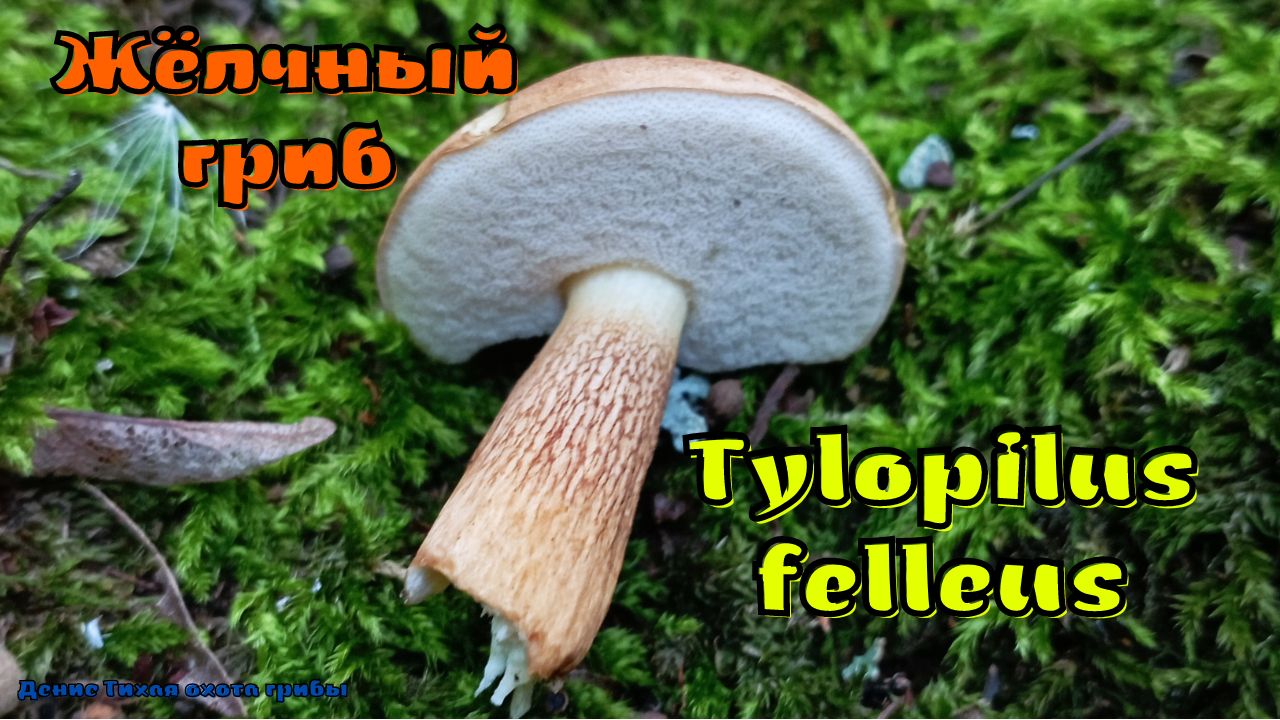 Горчак бывает не горьким и целебным | Tylopilus felleus смотреть онлайн