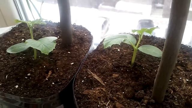 Огурцы на подоконнике. Сорт - городской огурчик. смотреть онлайн